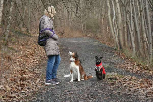 TierschutzhundeStammtisch🐕-Beitrag-Bild