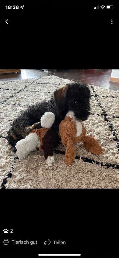 wo sind die Dackelfreunde-Beitrag-Bild