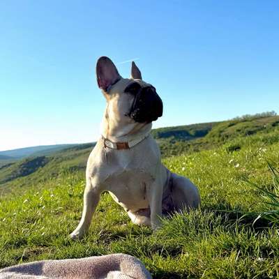 Hundetreffen-Gassi Treffen🐾-Bild