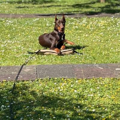 Hundetreffen-Treffen für Sozialisierung/ Training/ gassirunde/ Spielen-Bild