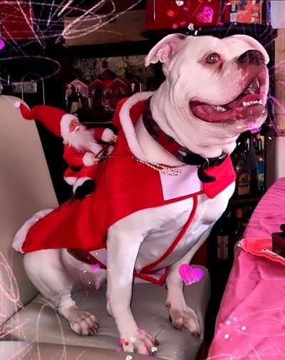 Reinrassige Hunde?-Beitrag-Bild