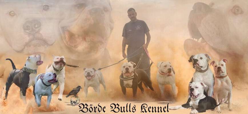 Wo sind meine AMERICAN BULLDOGS?-Beitrag-Bild