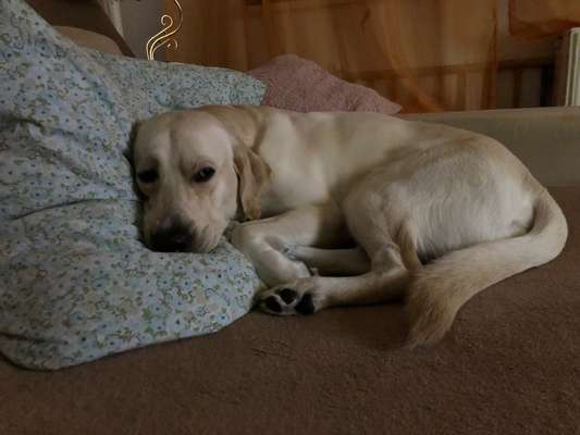 Labradorfans-Beitrag-Bild