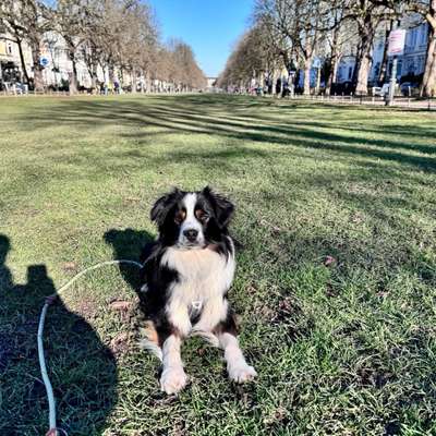 Hundetreffen-Gemeinsame Spaziergänge-Bild