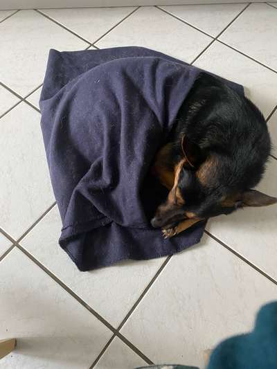 TierschutzhundeStammtisch🐕-Beitrag-Bild