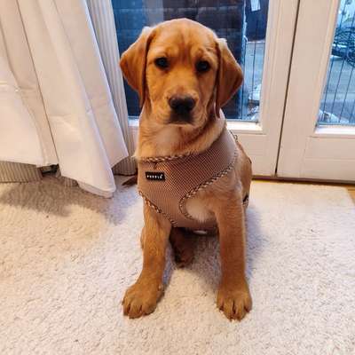 Hundetreffen-Verspielter Labrador (5 Monate) sucht Welpen-Freundschaft-Bild