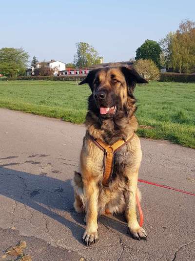 Austausch und Bilder unserer Schäferhund-Labrador mischlinge-Beitrag-Bild