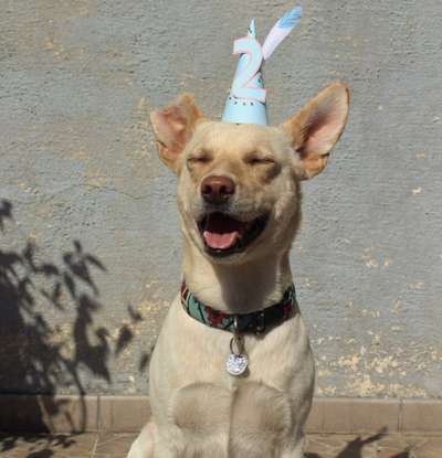 Auslandstierschutz-Beitrag-Bild