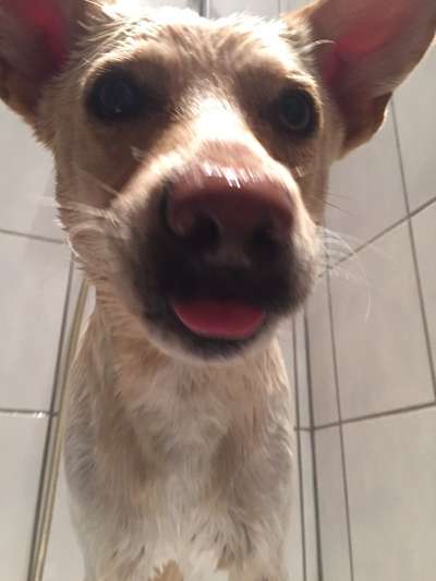 Tongue Out Tuesday-Beitrag-Bild