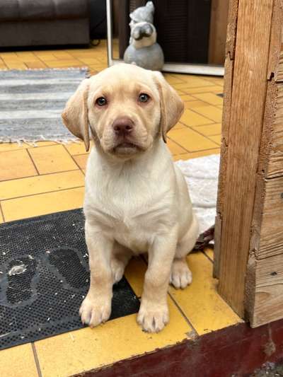 Wo sind meine Labrador Freunde-Beitrag-Bild