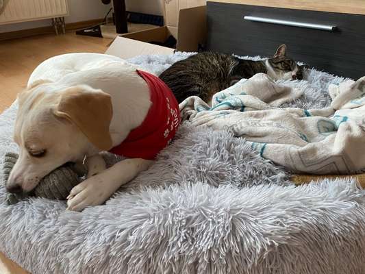 Erfahrung mit Wolkenbett-Beitrag-Bild