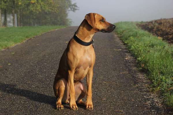 Rhodesian Ridgeback-Beitrag-Bild