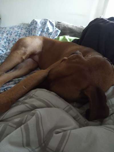 Rhodesian Ridgeback-Beitrag-Bild