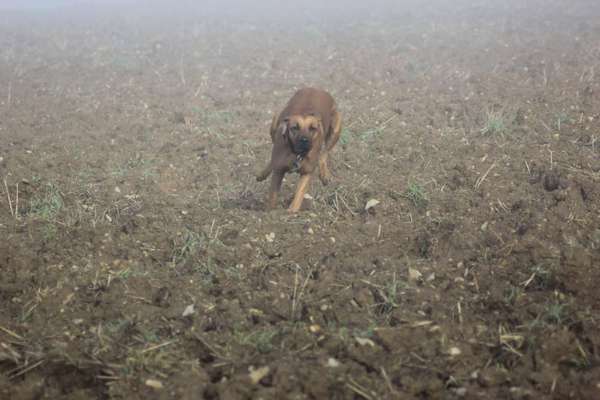 Hundetreffen-Schnelle Hunde...-Bild