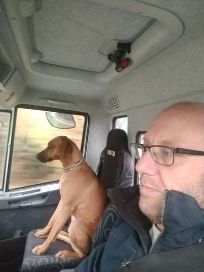 Rhodesian Ridgeback-Beitrag-Bild