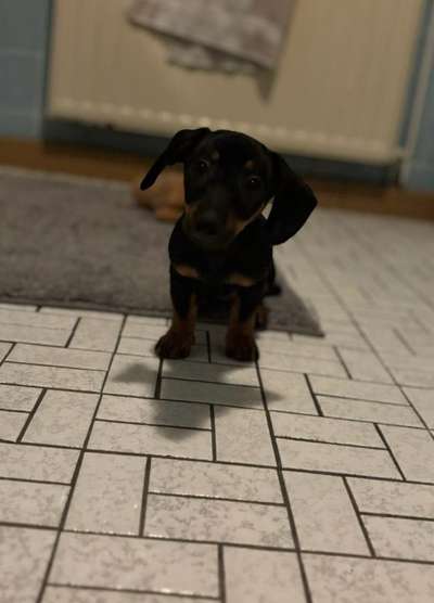Hundetreffen-Zusammen Spielen und Spazieren gehn-Bild
