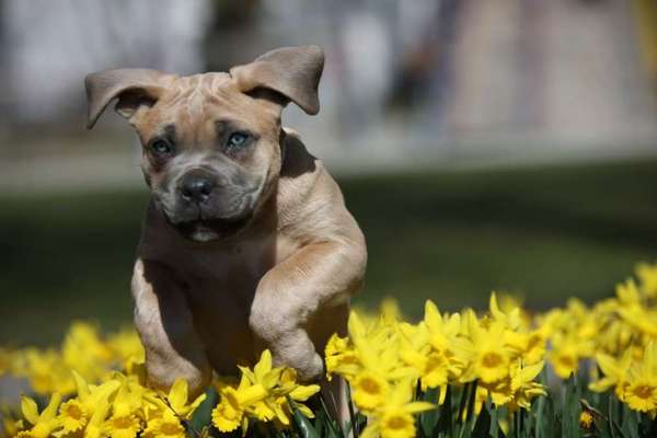 Challenge 23 : "  Euer Hund beim Frühlingserwachen "-Beitrag-Bild