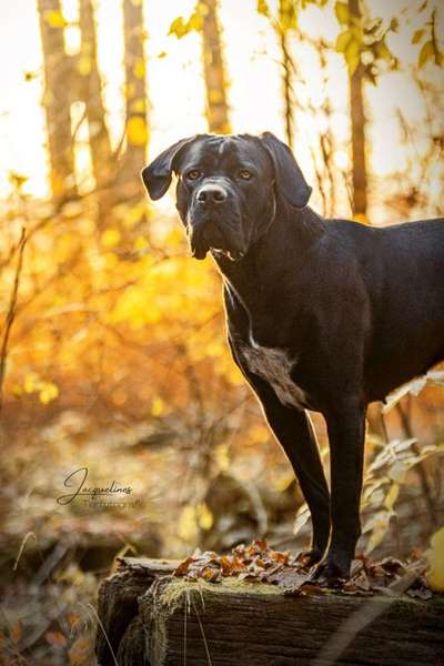 zeigt eure Hunde mit Ihren Frühlingsgefühlen:)-Beitrag-Bild