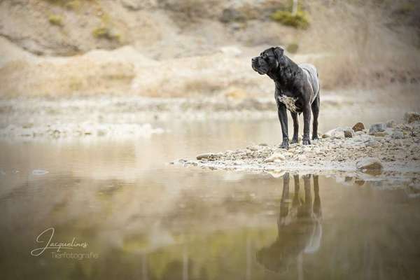 Dogorama-Monats-Challenge-Mai "Wasser"-Beitrag-Bild