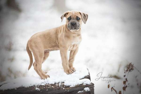 Die Dogorama Kalender Challenge Teil 2/4-Beitrag-Bild