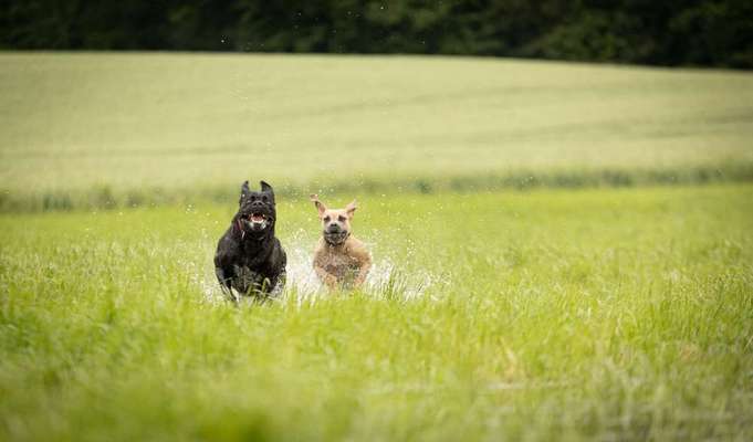 Fotochallenge 37- Sommerfeeling-Beitrag-Bild