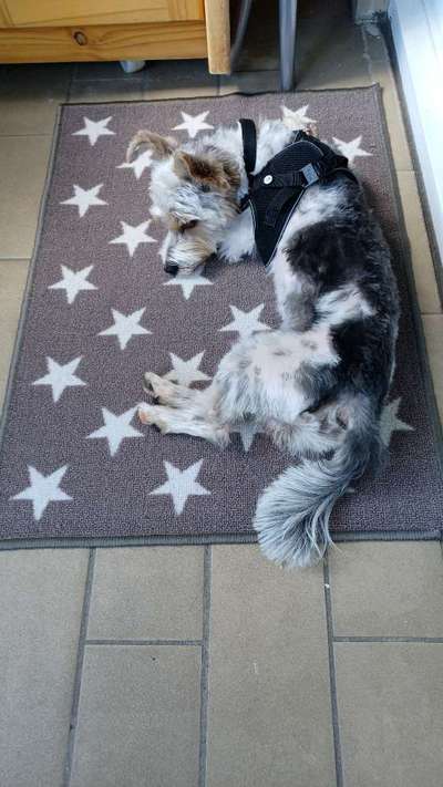 Biewer Yorkshire Terrier-Beitrag-Bild