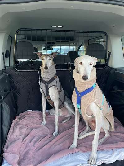 Windhunde - Treffen der besonderen Schönheiten
HERZLICH WILLKOMMEN-Beitrag-Bild