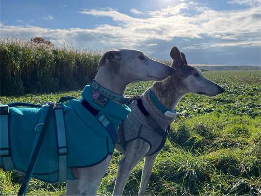 Windhunde - Treffen der besonderen Schönheiten
HERZLICH WILLKOMMEN-Beitrag-Bild