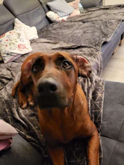 Rhodesian Ridgeback-Beitrag-Bild