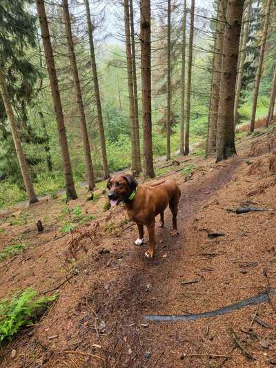 Rhodesian Ridgeback-Beitrag-Bild