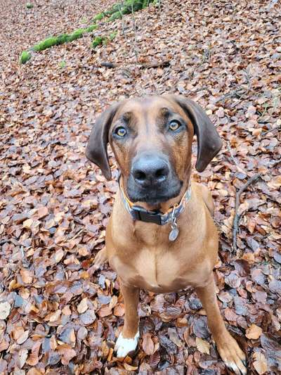 Rhodesian Ridgeback-Beitrag-Bild