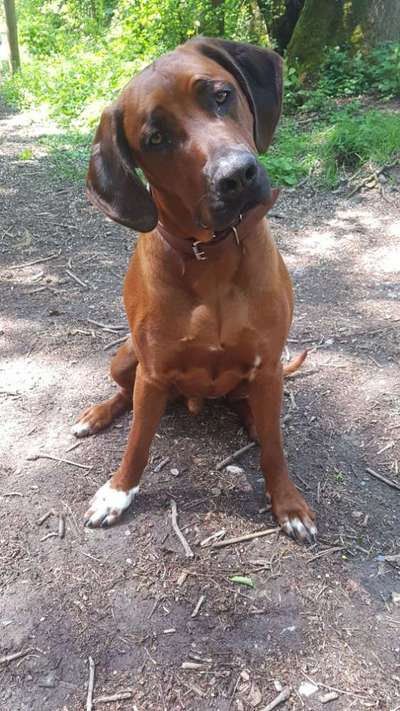 Rhodesian Ridgeback-Beitrag-Bild
