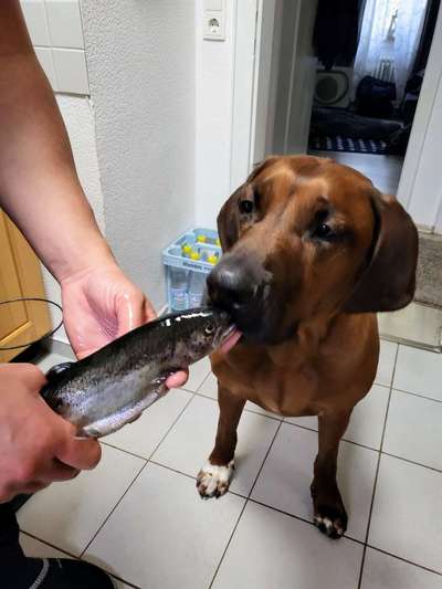 Rhodesian Ridgeback-Beitrag-Bild