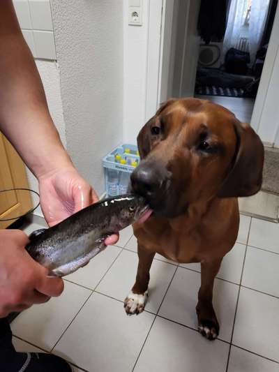 Rhodesian Ridgeback-Beitrag-Bild