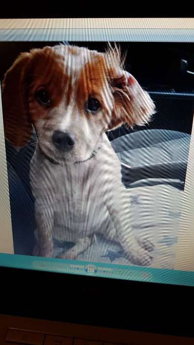 Welpen Bilder !-Beitrag-Bild