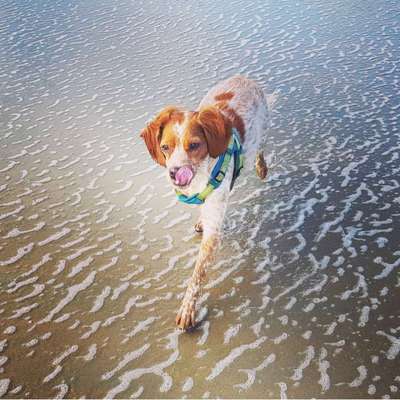 Dogorama-Monats-Challenge-Mai "Wasser"-Beitrag-Bild