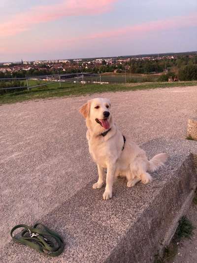 Wo sind die Golden Retriever Liebhaber?-Beitrag-Bild