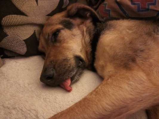 Dogorama Photo Challenge - Frühjahrsmüdigkeit-Beitrag-Bild