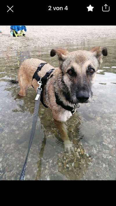 Entlaufene, Gefundene und Vermisste Hunde-Beitrag-Bild