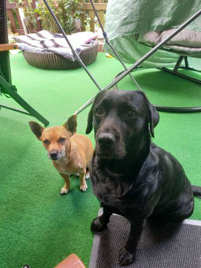 Labradorfans-Beitrag-Bild