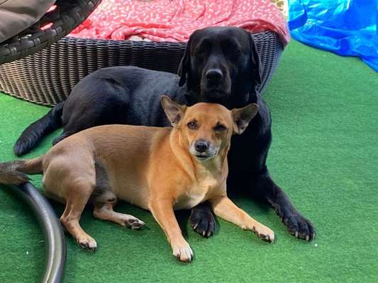 Labradorfans-Beitrag-Bild