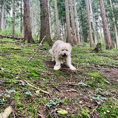 Hundetreffen-Gemeinsames Gassi-Bild