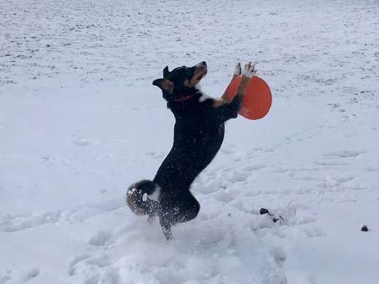 Zeigt doch mal eure Discdogs-Beitrag-Bild