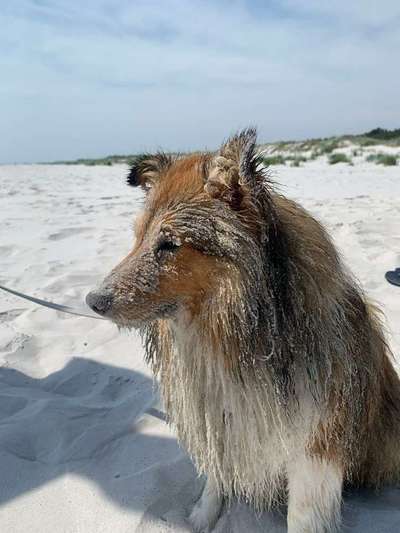 Shelties-Beitrag-Bild