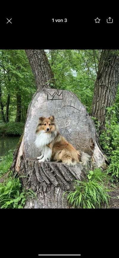 Shelties-Beitrag-Bild