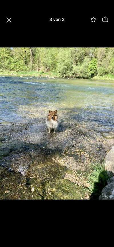 Shelties-Beitrag-Bild