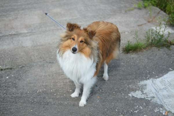 Shelties-Beitrag-Bild