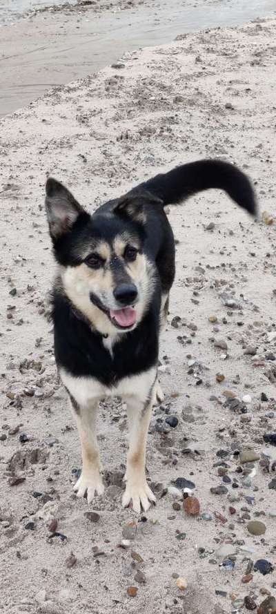 Auslandstierschutz-Beitrag-Bild