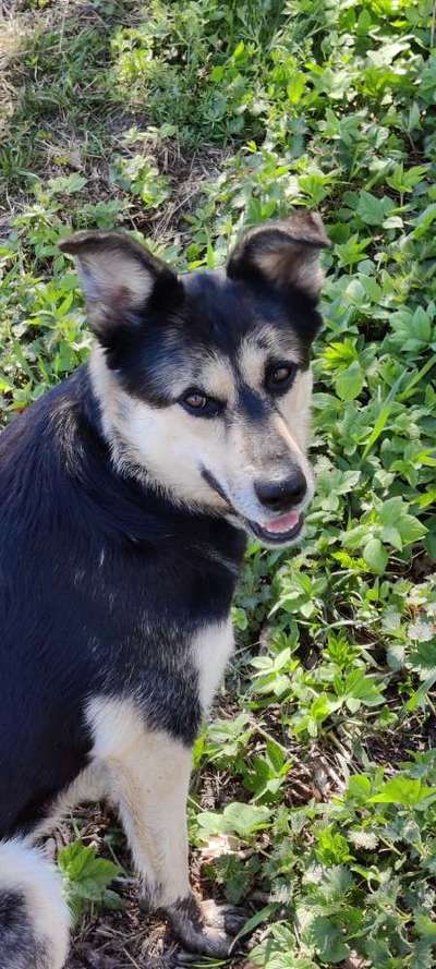 Auslandstierschutz-Beitrag-Bild