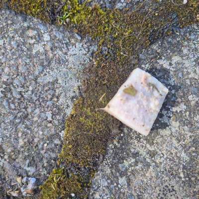 Giftköder-Präparierte Köder mit Nägeln-Bild